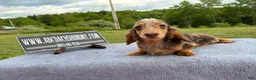 Miniature Dachshund dogs for sale: Import Show Boy Chocolate Dapple  - Ad 5