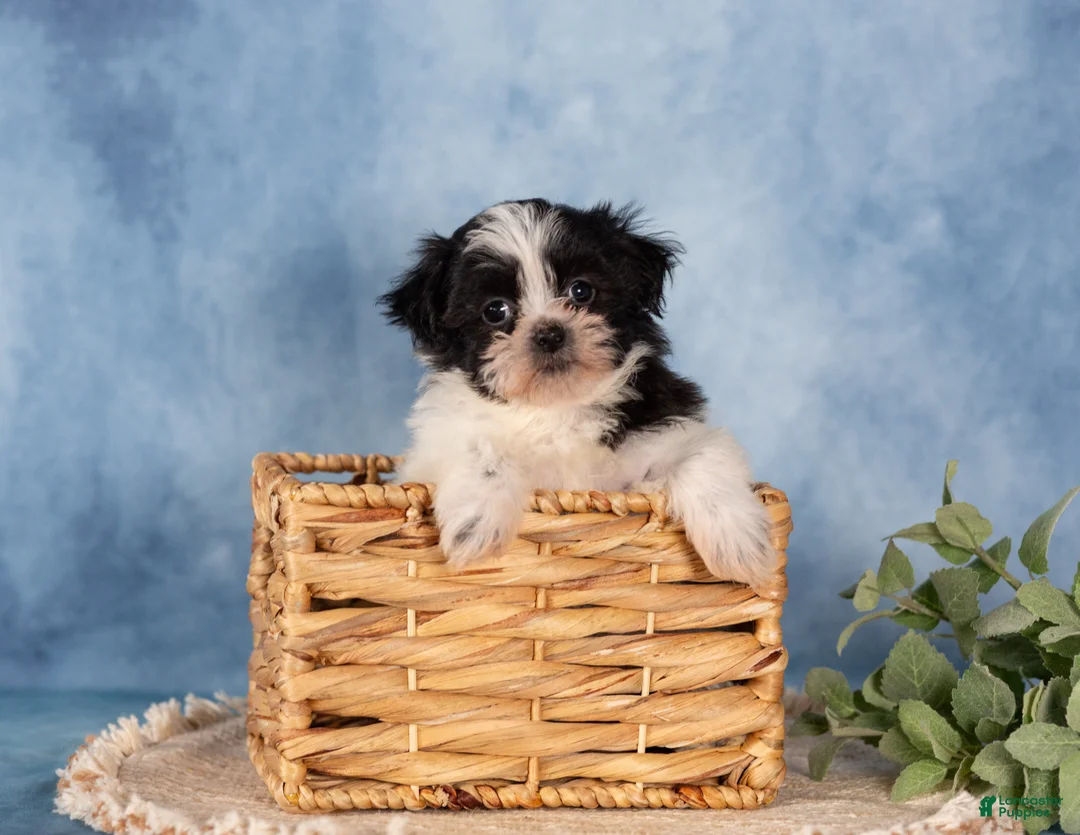 Teddy Bear dogs for sale: Wanda - Ad 1