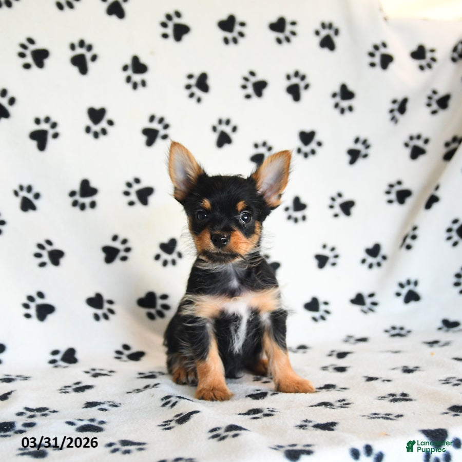 Yorkshire Terrier dogs Pepper - Ad 1