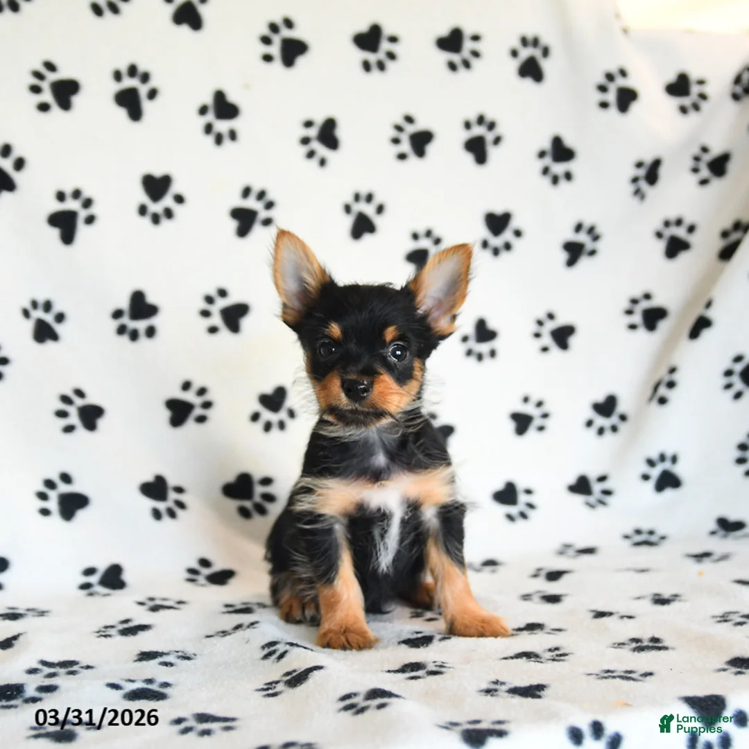 Yorkshire Terrier dogs for sale: Pepper - Ad 1