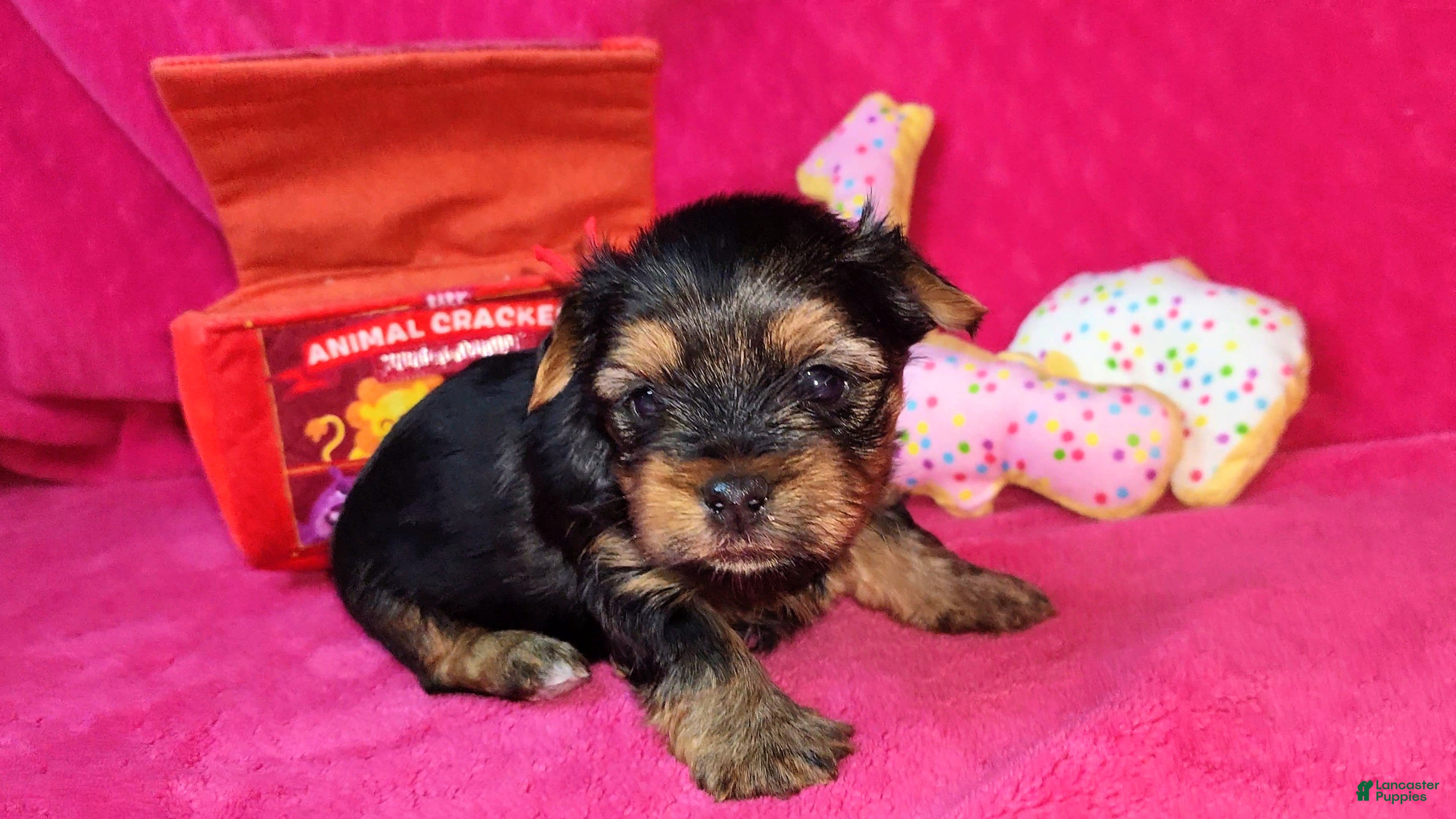 Yorkshire Terrier dogs for sale: Yorkshire Terrier Puppy 2 - Ad 4