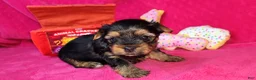 Yorkshire Terrier dogs for sale: Yorkshire Terrier Puppy 2 - Ad 1