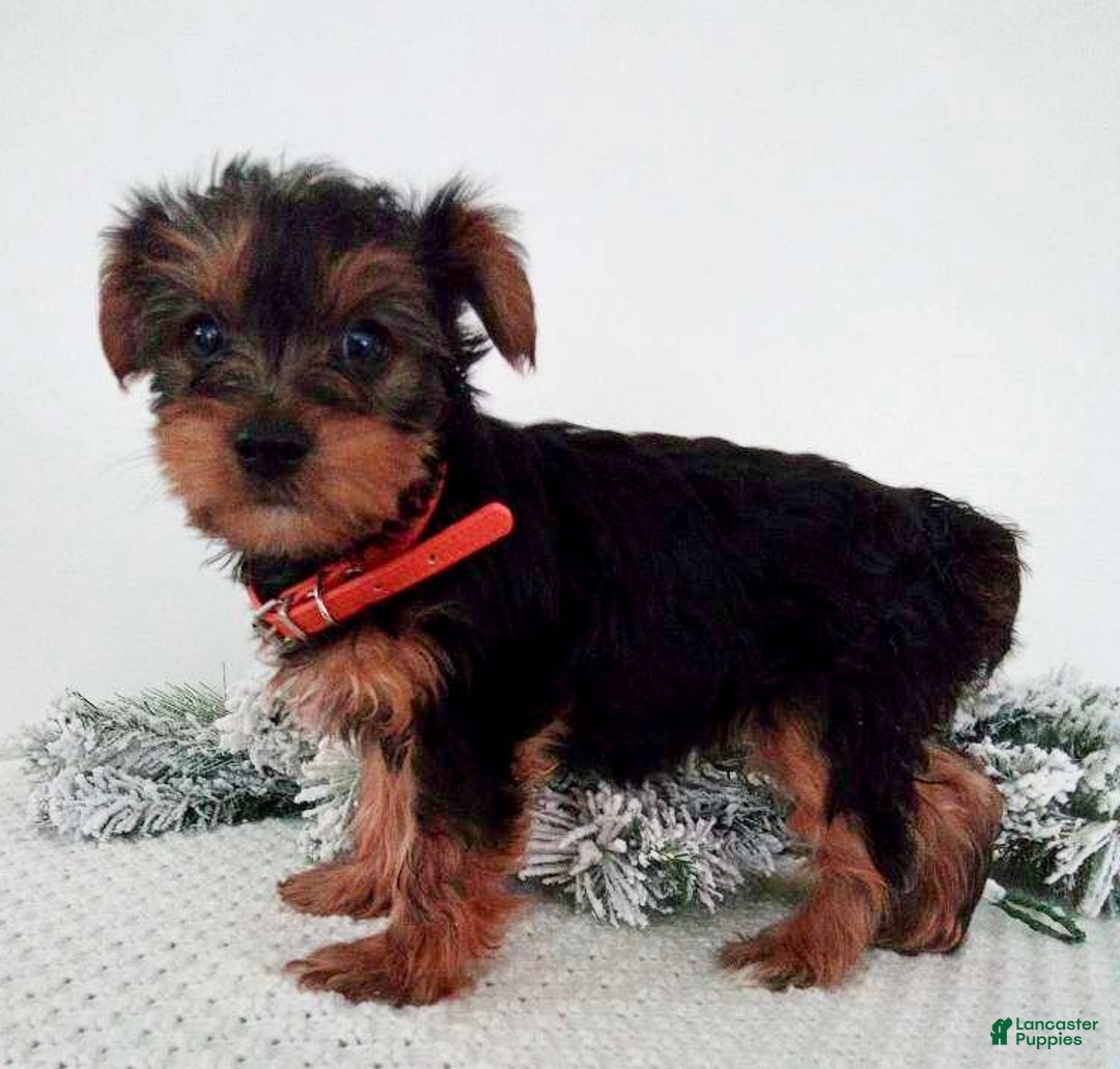 Yorkshire Terrier dogs for sale: Julie - Ad 6
