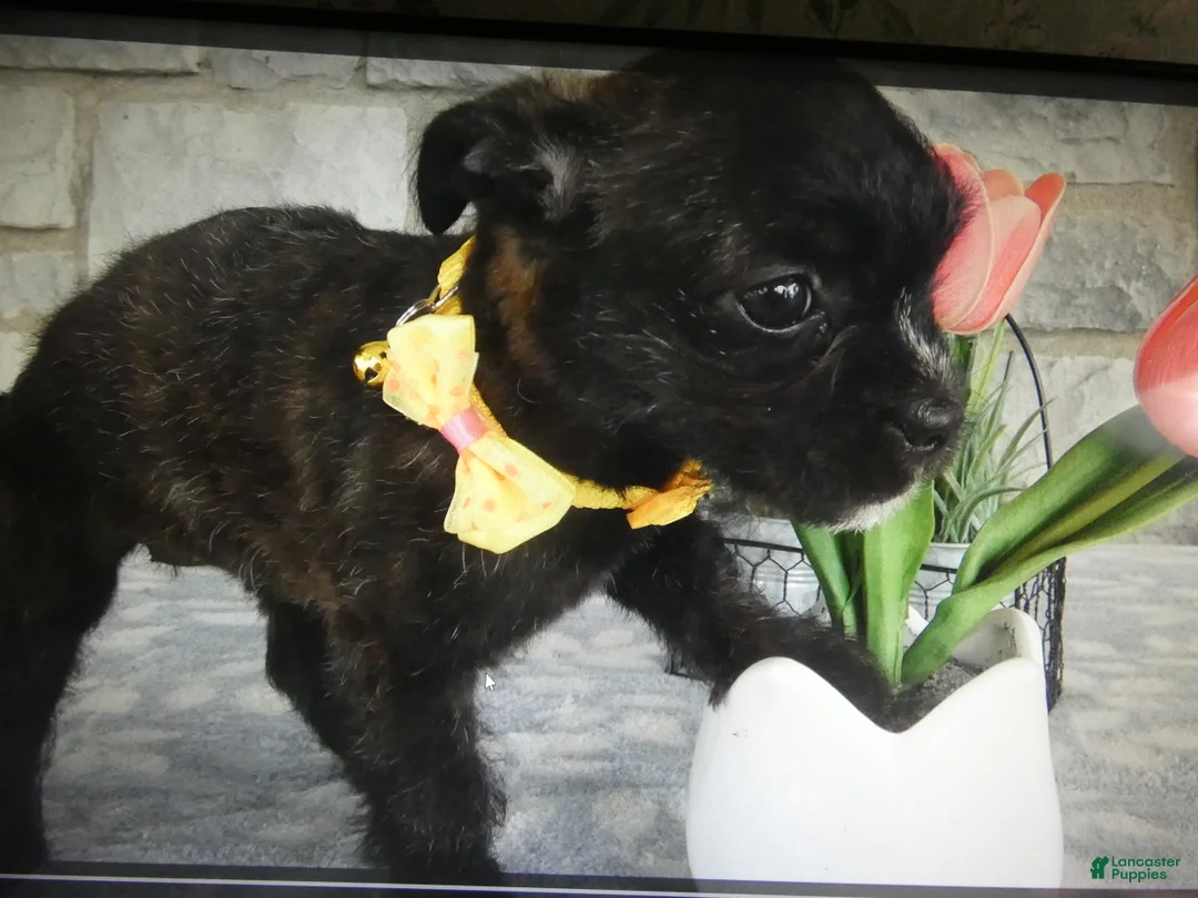 Mixed Breed dogs for sale: Mixed Breed 1 - Ad 2