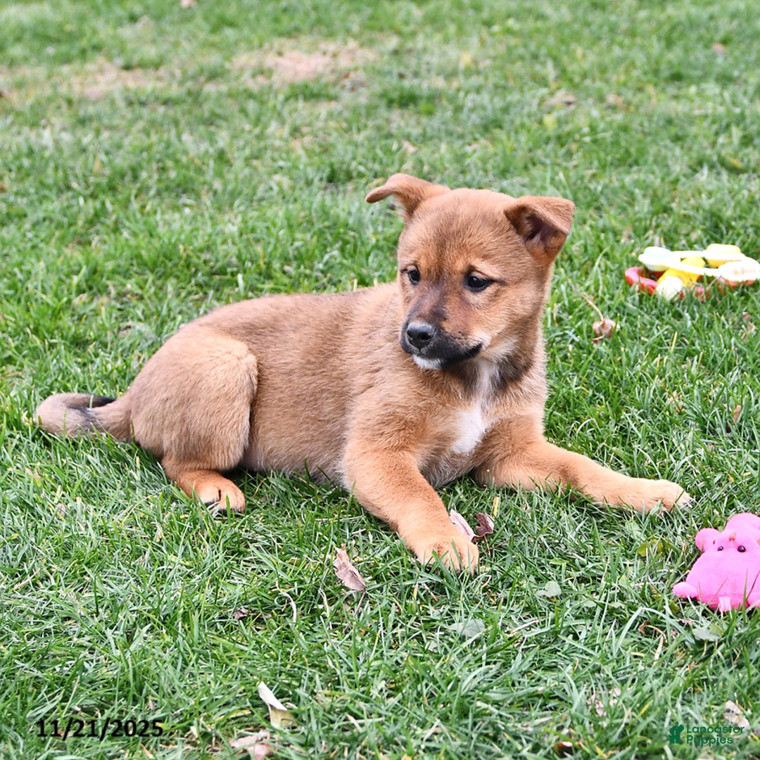 Mixed Breed dogs for sale: Missy - Ad 10