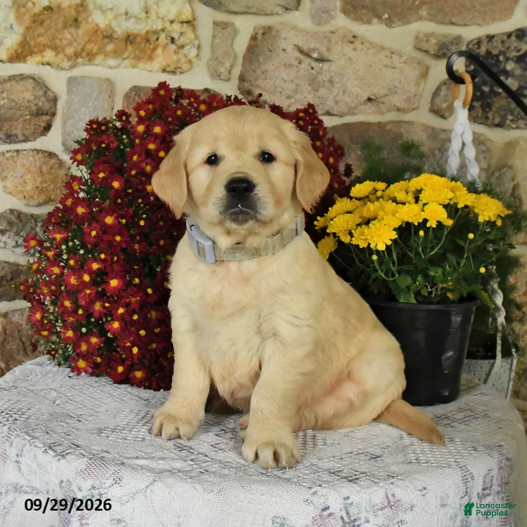 Golden Retriever dogs for sale: Buck - Ad 1