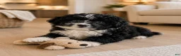 Bernedoodle dogs for sale: Pandora ❤️ Micro mini Bernedoodle female  - Ad 2