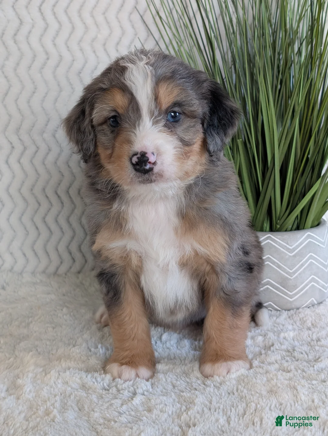 Mini Bernedoodle dogs for sale: Mini Niko  - Ad 5