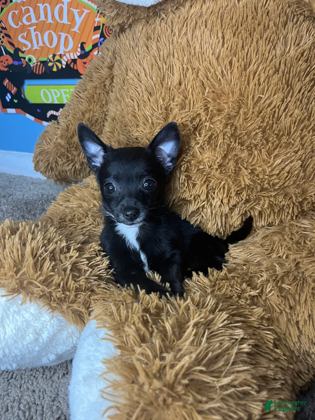 Chihuahua dogs for sale: 🩷MiniChihuahua 🩷 - Ad 2