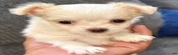 Chihuahua dogs for sale: Ice - Ad 4