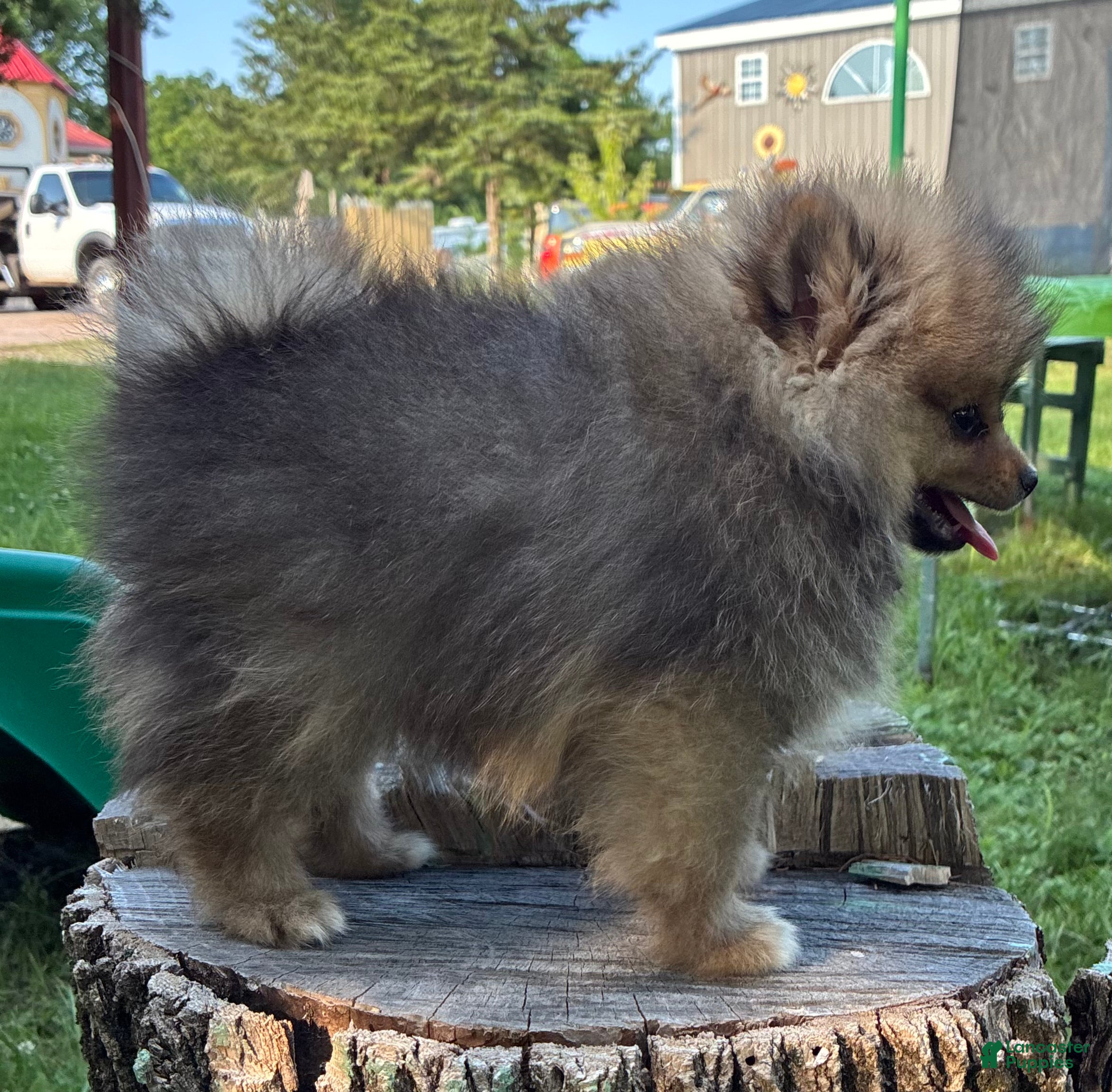 Pomeranian dogs Bandit  - Ad 2