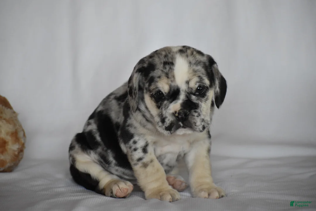 Beabull dogs for sale: Destiny - Ad 12