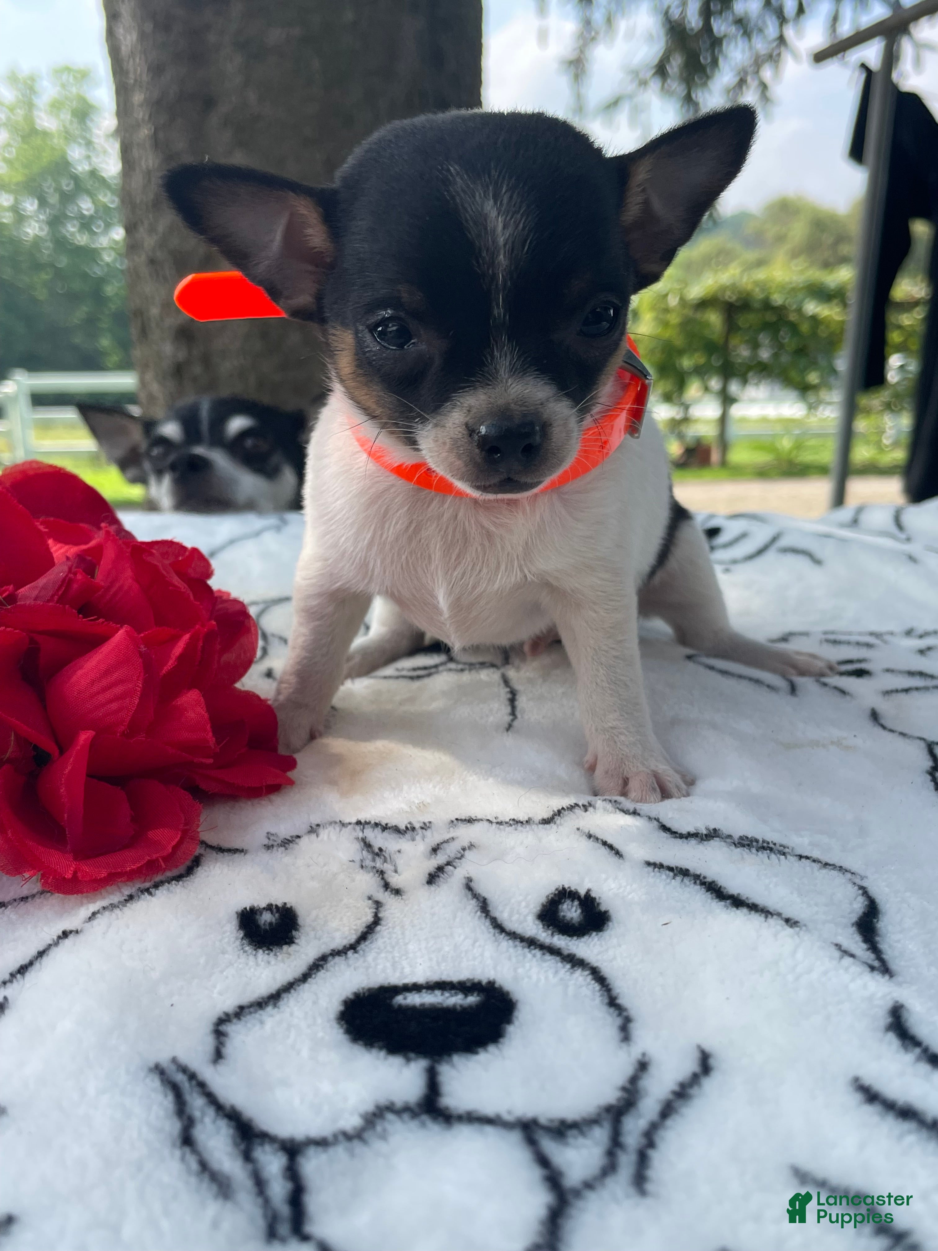Chihuahua dogs Ziggy - Ad 10