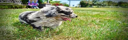 Havapoo dogs for sale: Indy - Ad 17