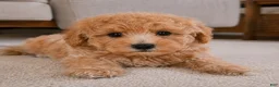 Miniature Poodle dogs for sale: milo - Ad 6