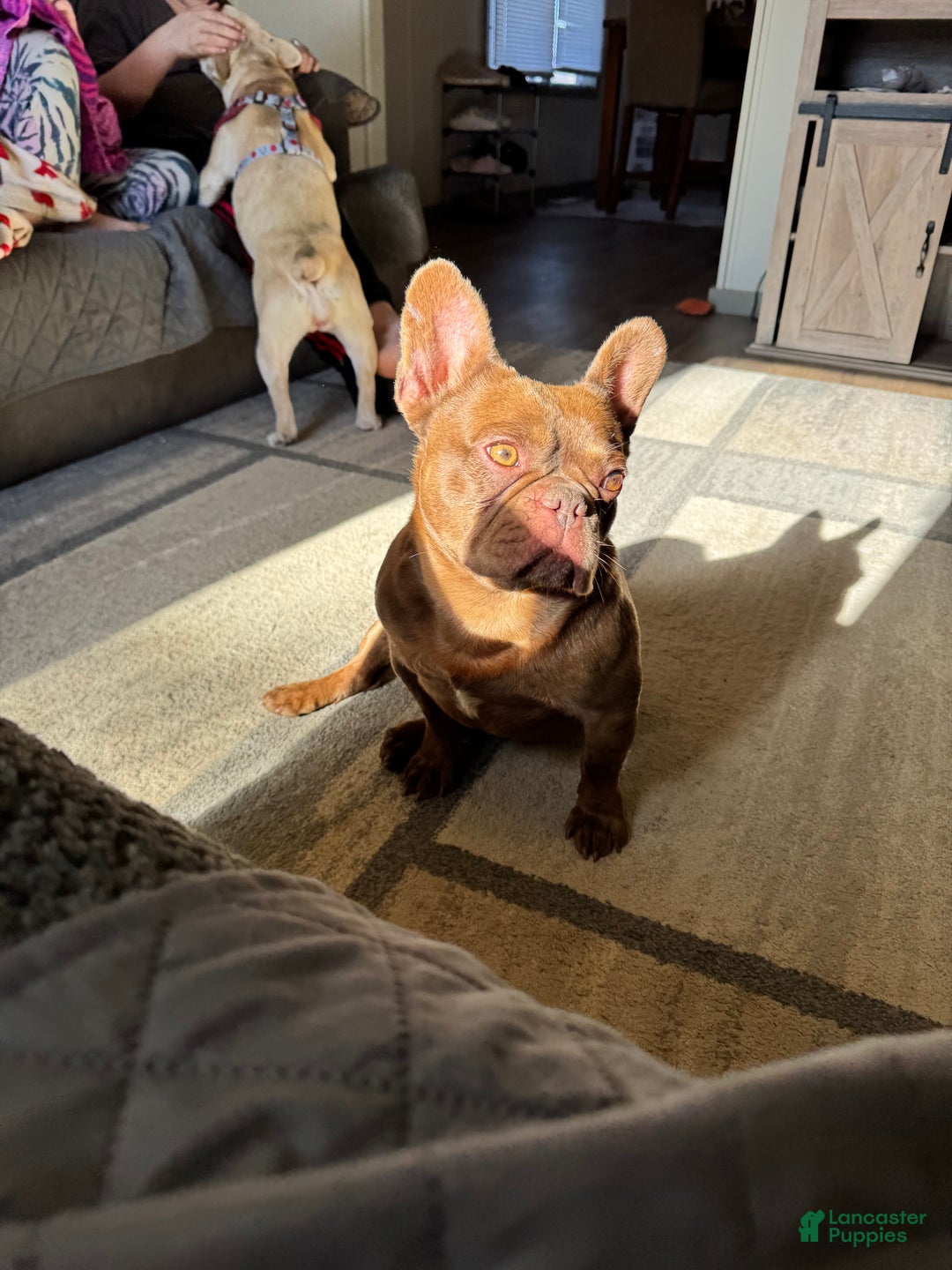 French Bulldog dogs for stud: Odin  - Ad 10