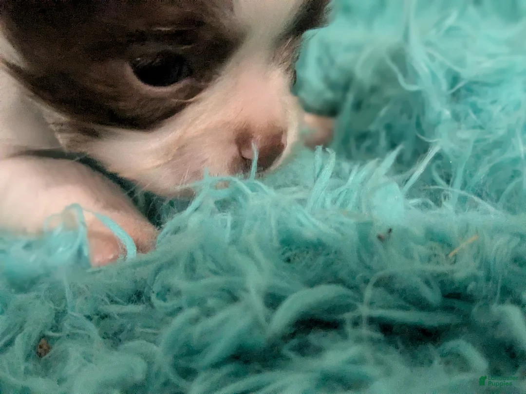 Chihuahua dogs for sale: Tiny Tcup  Apple Head Chihuahua Peanut  - Ad 2