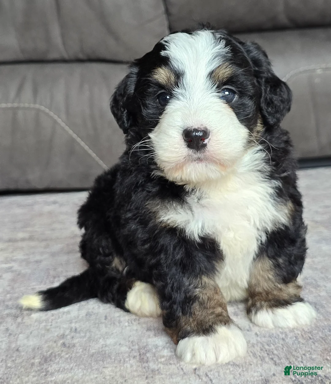 Mini Bernedoodle dogs for sale: Mini Poppy - Ad 1