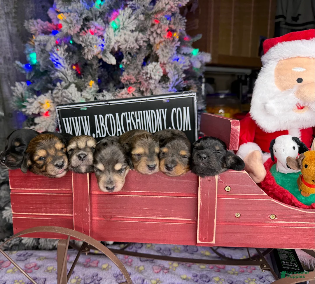 Miniature Dachshund dogs for sale: CReam  - Ad 18