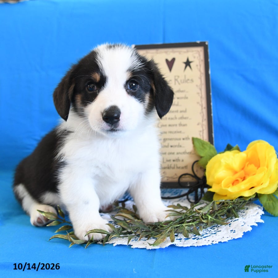 Welsh Corgi Pembroke dogs for sale: Ella - Ad 2