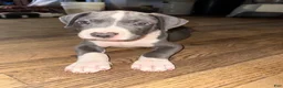 Mixed Breed dogs for sale: Baby 5 - Ad 1