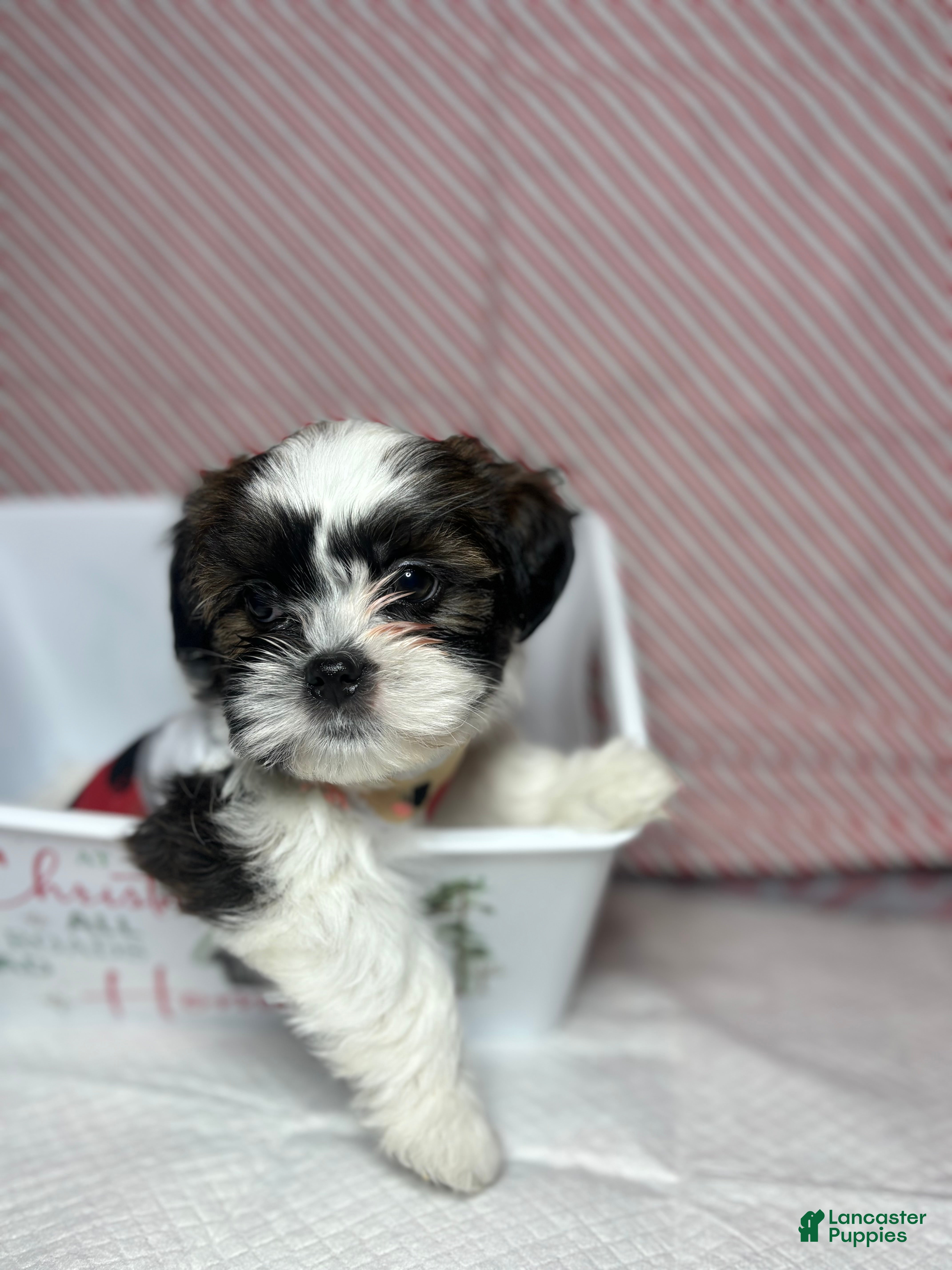 Shihpoo dogs Shihpoo Puppy 1 - Ad 2