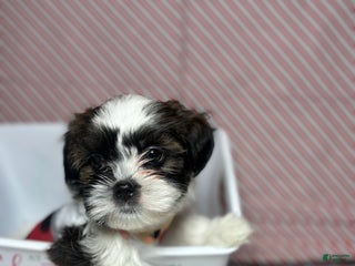 Shihpoo dogs Shihpoo Puppy 1 - Ad 41