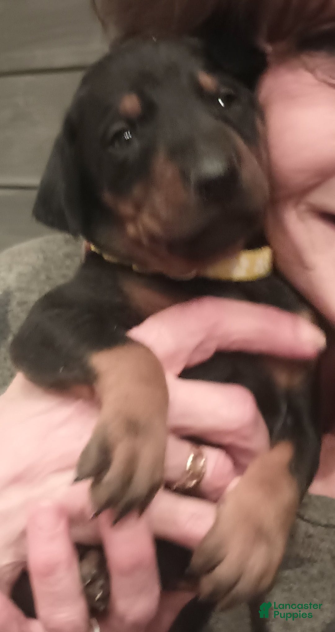 Doberman Pinscher dogs for sale: Juliet  - Ad 2