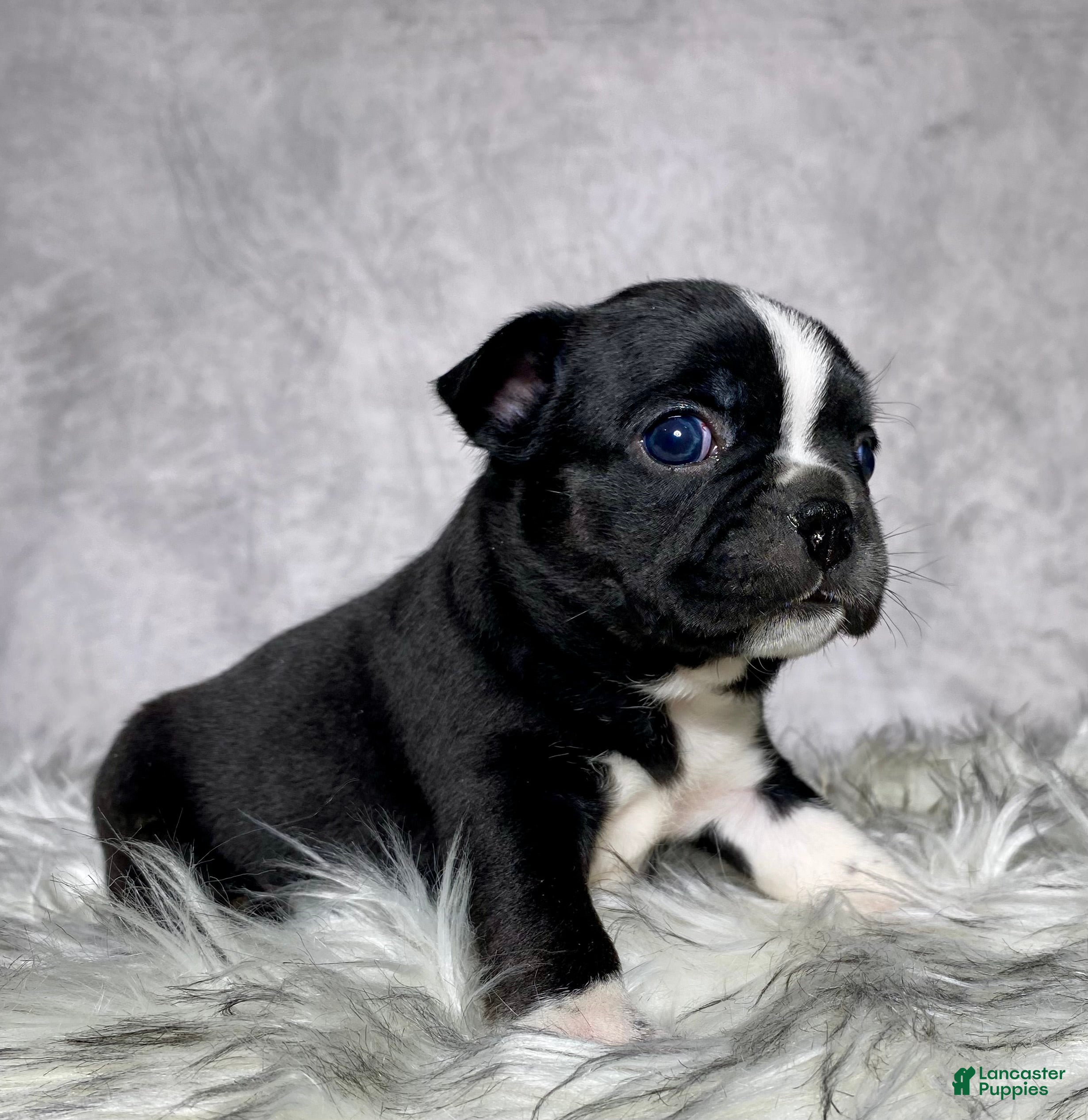 Mixed Breed dogs Miss Ellie - Ad 2