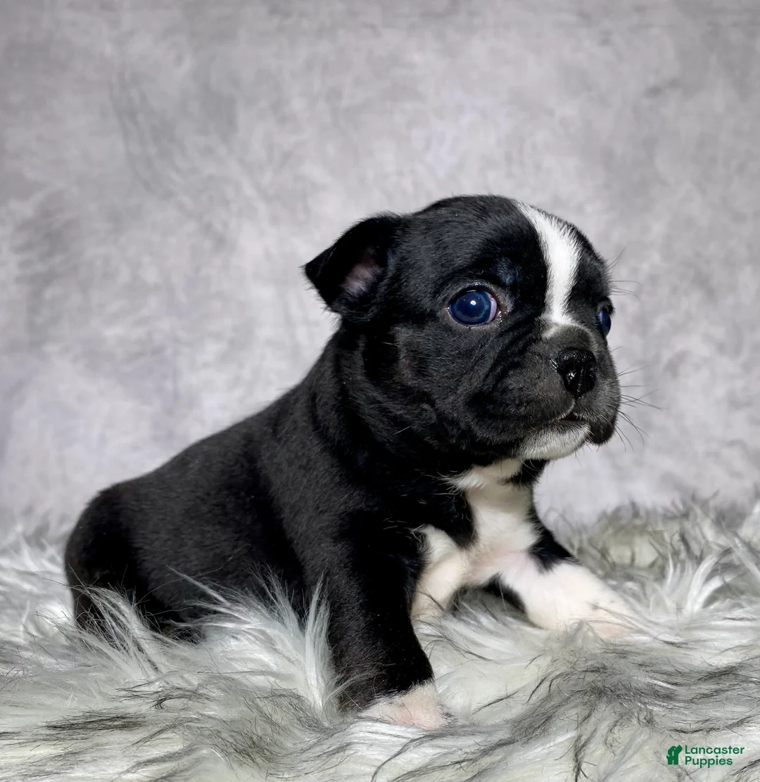 Mixed Breed dogs for sale: Miss Ellie - Ad 2