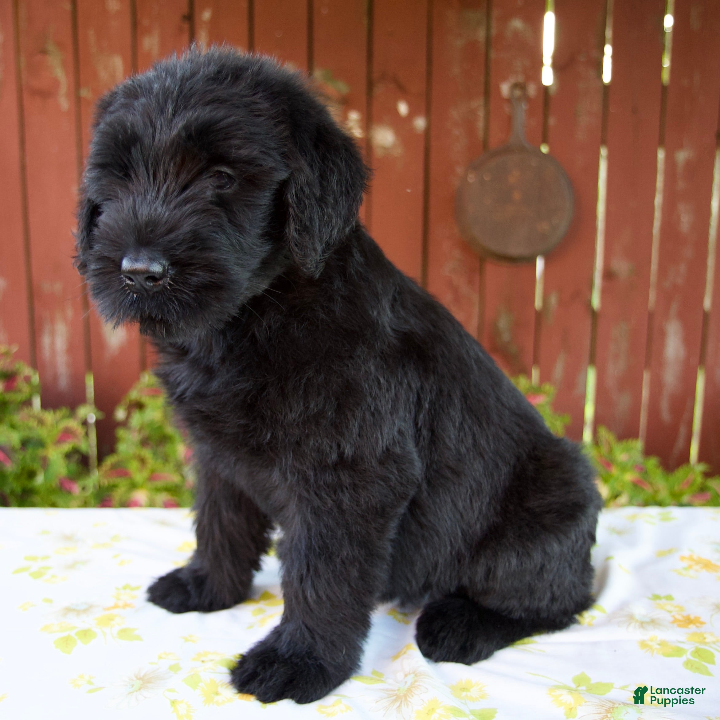 Giant Schnauzer dogs Rhonda - Ad 2