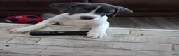 Mixed Breed dogs for sale: Mixed Breed Puppy 1 - Ad 6