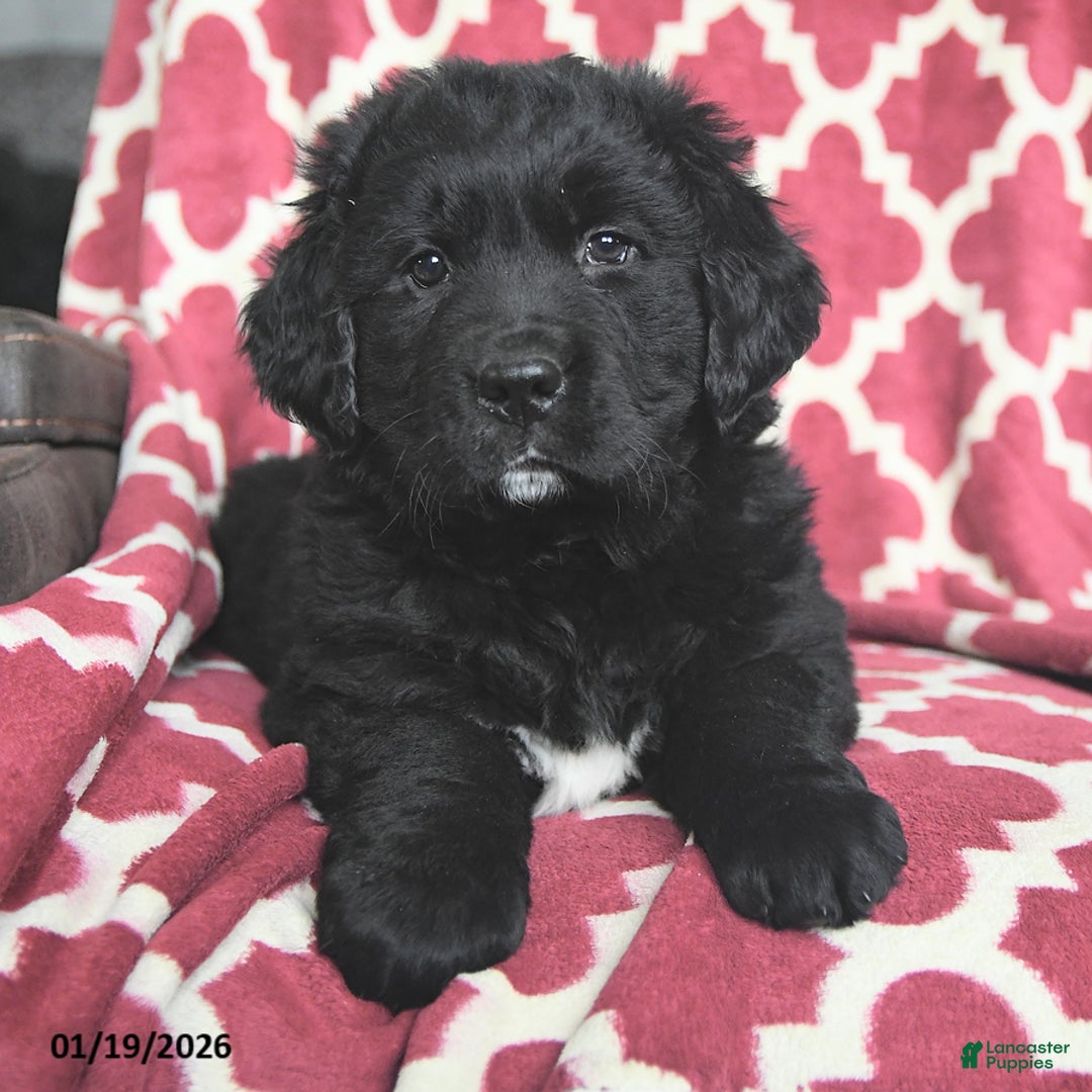 Mixed Breed dogs for sale: Sugar - Ad 4