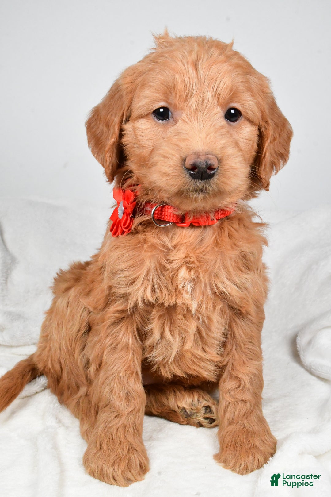Mini Goldendoodle dogs for sale: Beverly - Ad 8