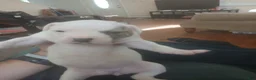 American Bulldog dogs for sale: Dot - Ad 16