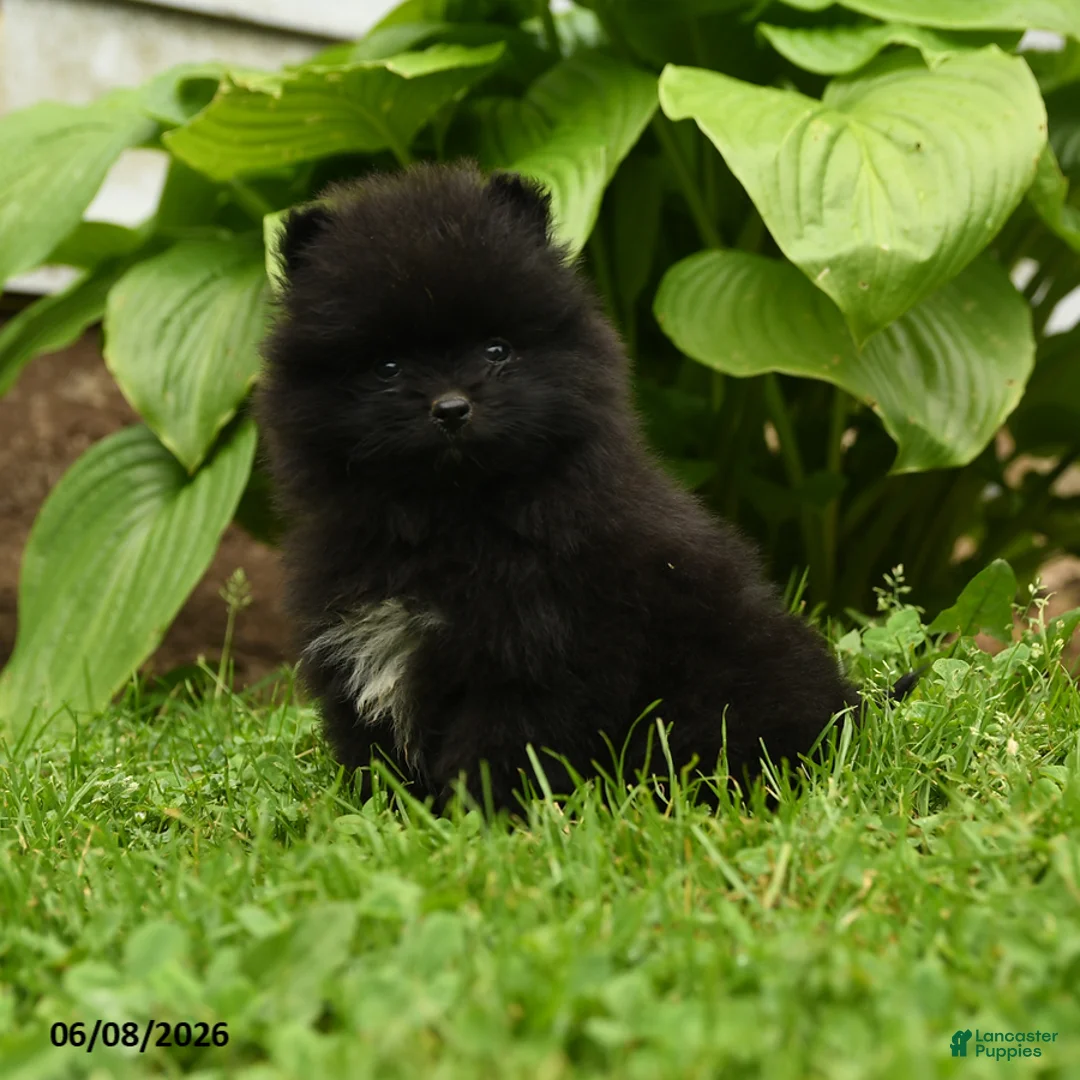 Pomeranian dogs for sale: Happy - Ad 6