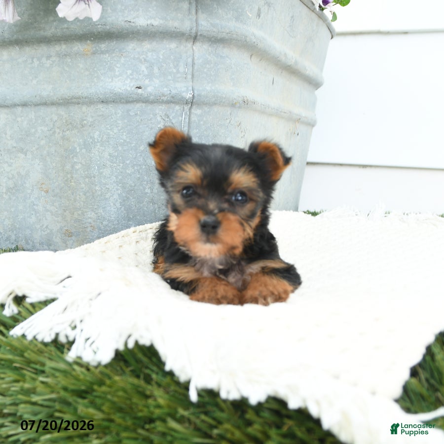 Yorkshire Terrier dogs Lily - Ad 2