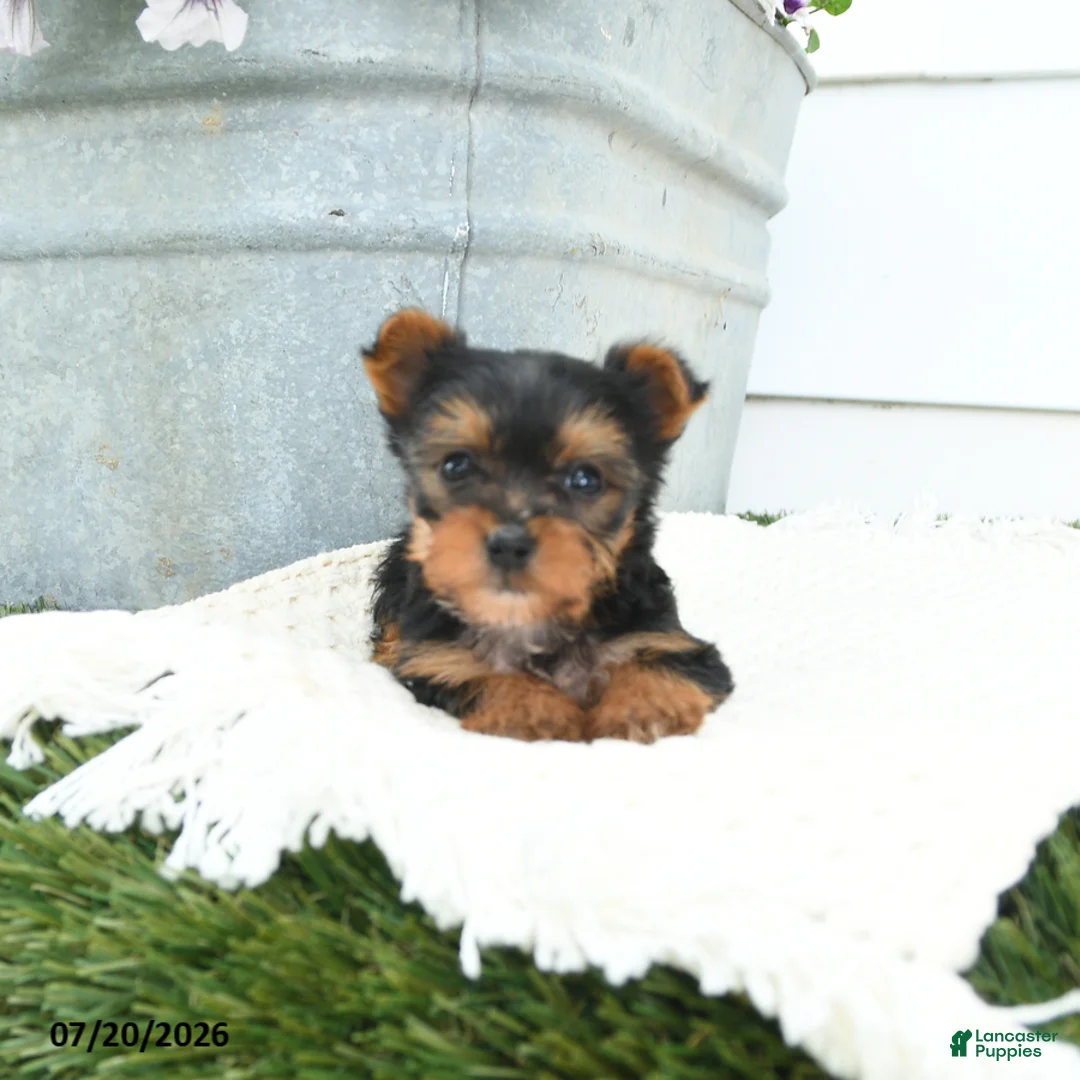 Yorkshire Terrier dogs for sale: Lily - Ad 2
