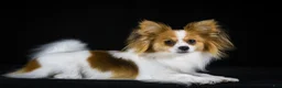 Papillon dogs for sale: Nerf - Ad 36