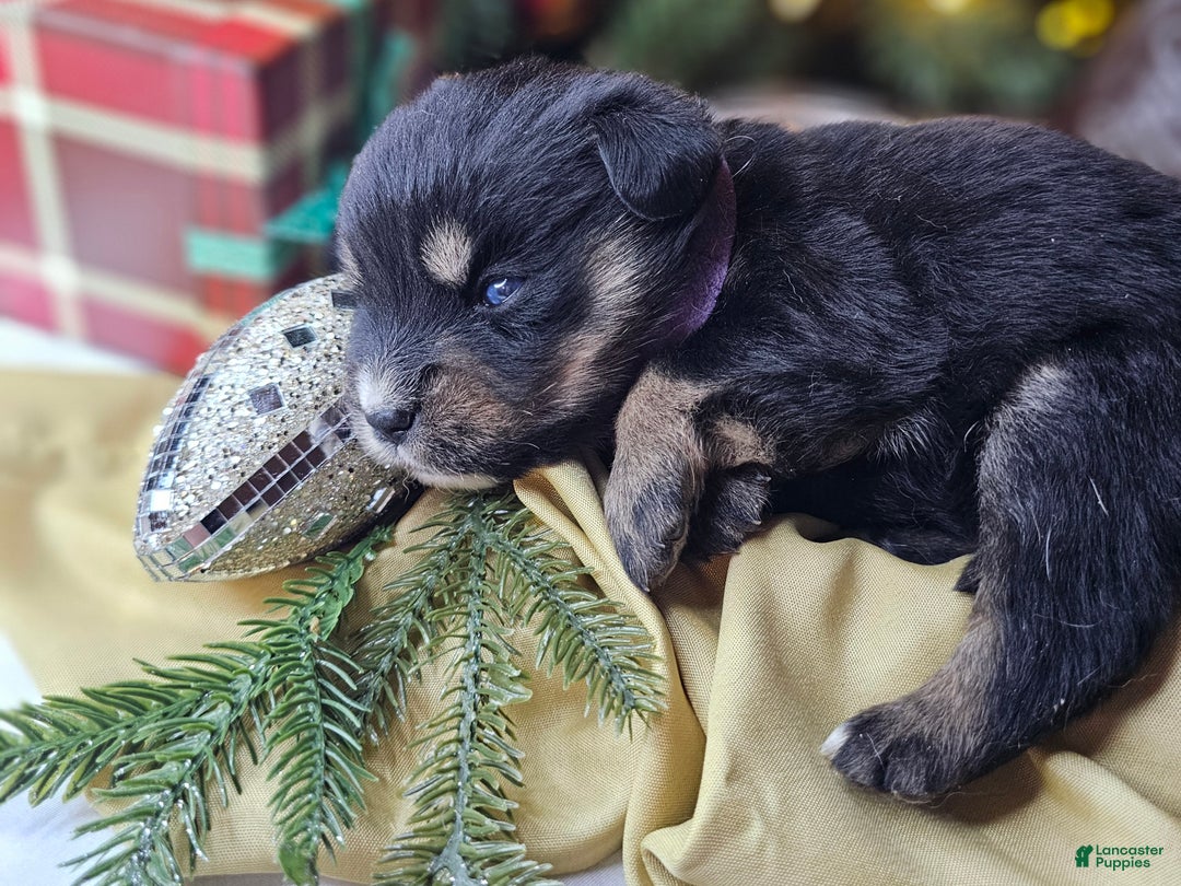 Mixed Breed dogs for sale: The Enchanted Pomalier 🐾 - Ad 13