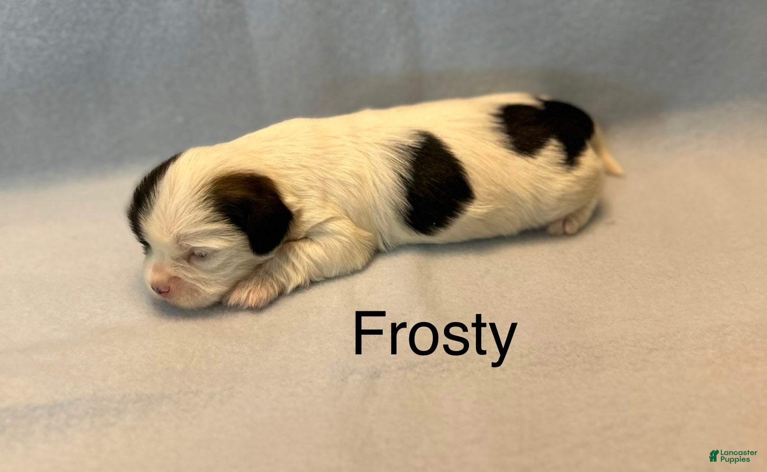 Lhasa Apso dogs Lhasa Apso Puppy 1 - Ad 2