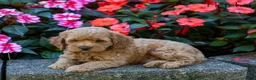 Cockapoo dogs for sale: Fletcher  - Ad 3