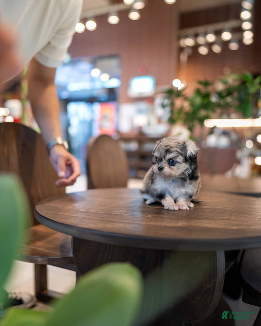 Maltipoo dogs Lyra - Ad 2