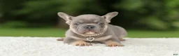 French Bulldog dogs for sale: Dallas - Ad 7