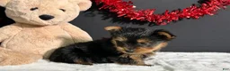 Yorkshire Terrier dogs for sale: Charlie - Ad 4