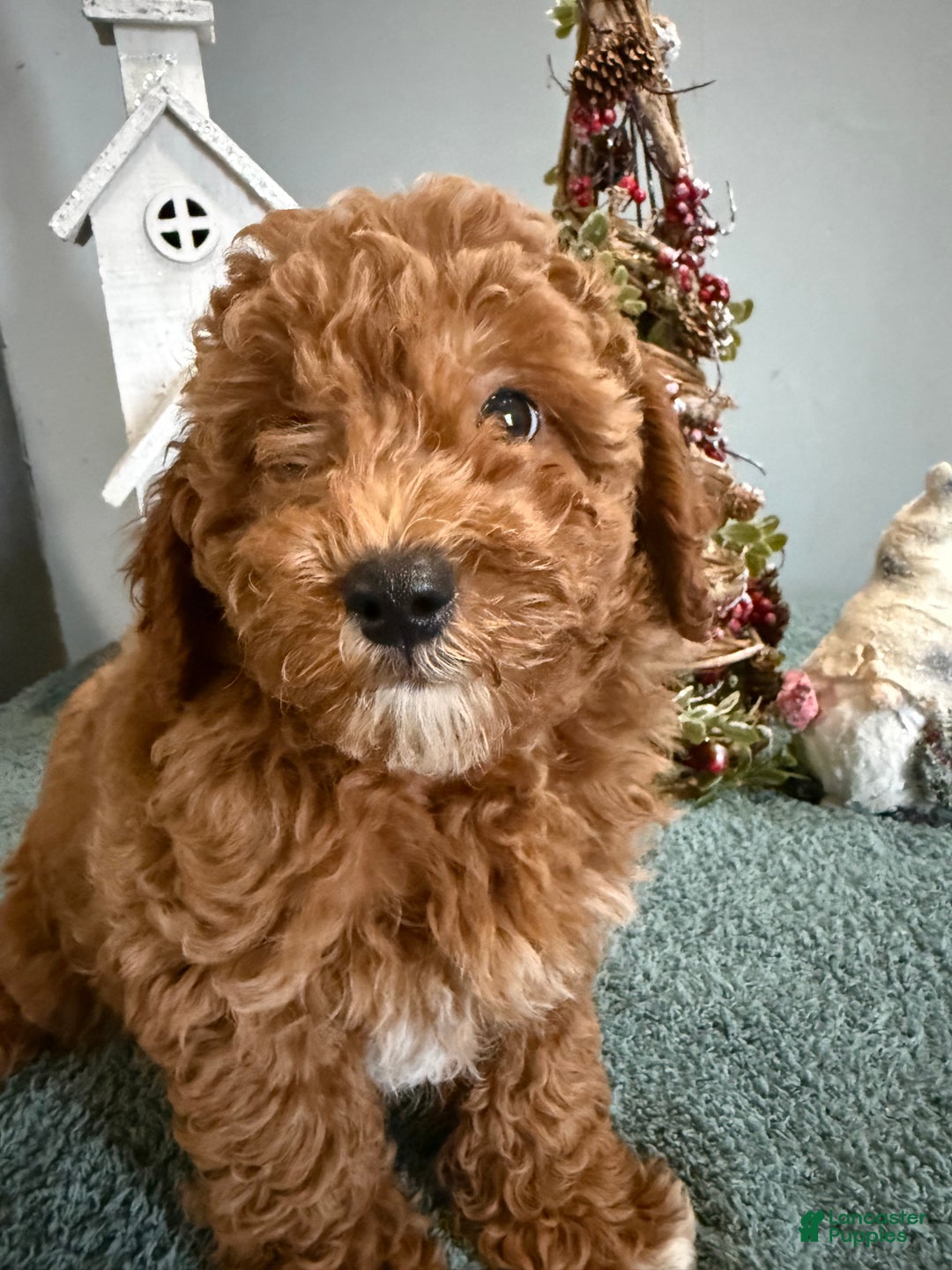 Mini Goldendoodle dogs for sale: Laura - Ad 3