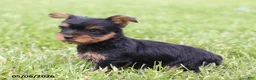 Yorkshire Terrier dogs for sale: Olive - Ad 3