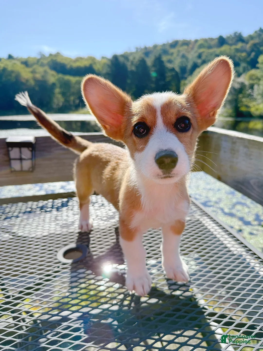 Welsh Corgi Pembroke dogs for sale: 🙏 Rehoming Corgi puppy  - Ad 5