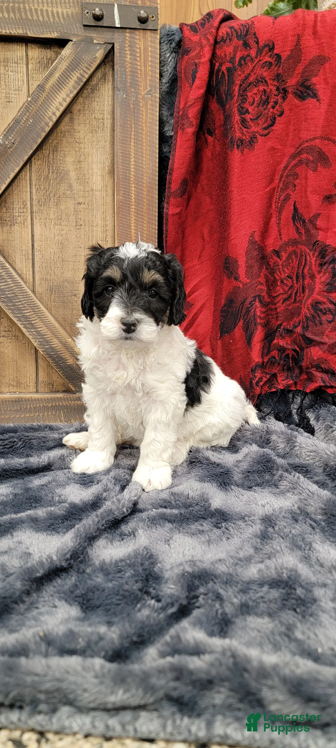 Cockapoo dogs for sale: Sis - Ad 1