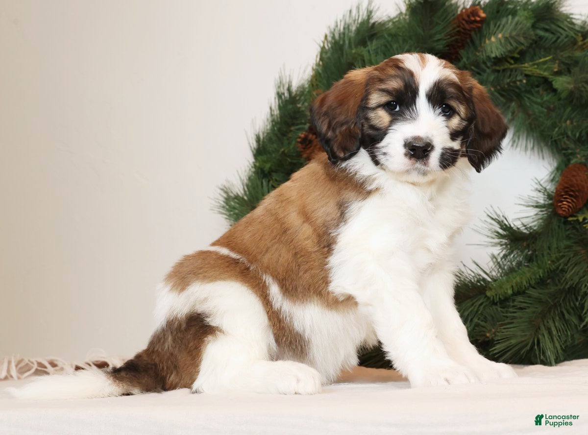 Saint Berdoodles dogs Cookie - Ad 3